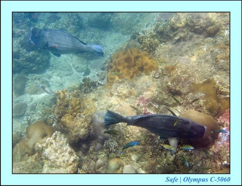 2006 - 07 - Kapas - Plongee N1 - 03